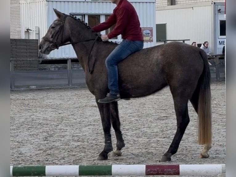Caballo de deporte alemán Yegua 4 años 164 cm Musgo in Mollnitz