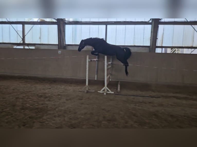 Caballo de deporte alemán Yegua 4 años 164 cm Negro in Zeulenroda