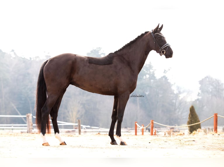 Caballo de deporte alemán Yegua 4 años 164 cm Negro in Lehrberg