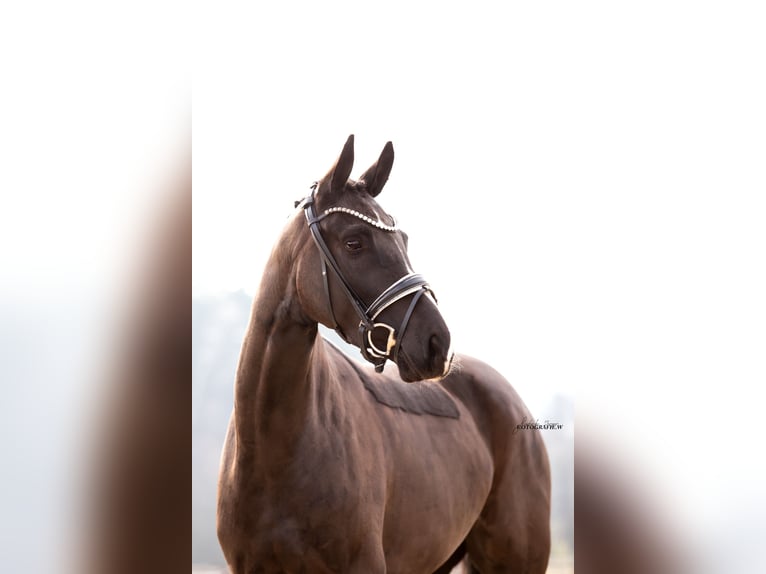 Caballo de deporte alemán Yegua 4 años 164 cm Negro in Lehrberg