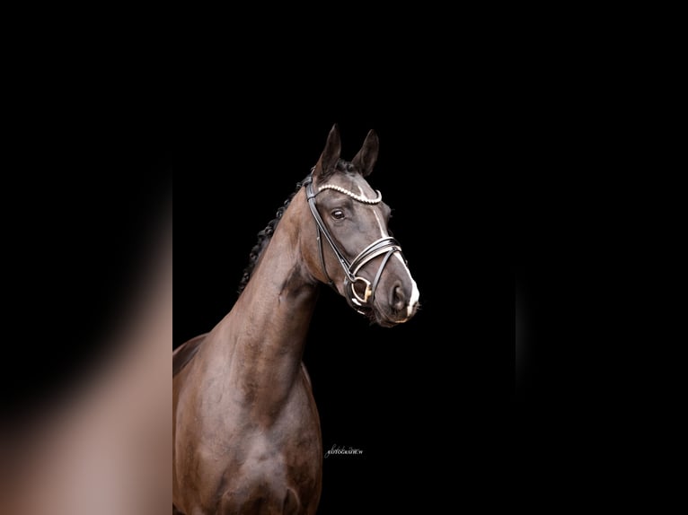 Caballo de deporte alemán Yegua 4 años 164 cm Negro in Lehrberg