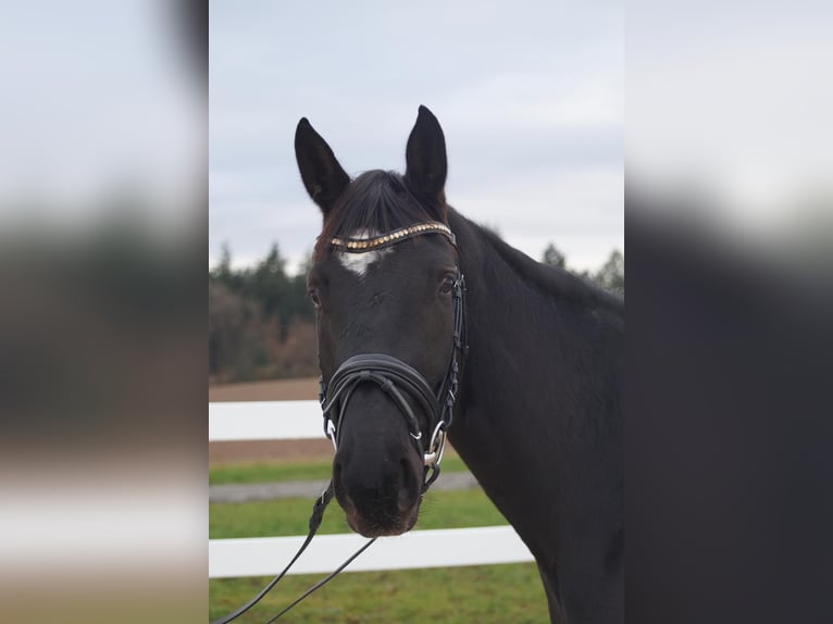 Caballo de deporte alemán Yegua 4 años 164 cm Negro in Weikersheim