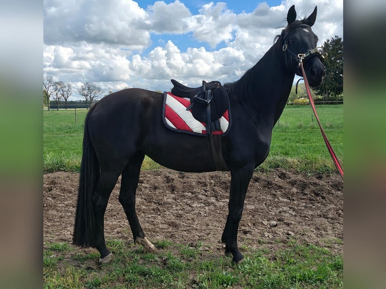 Caballo de deporte alemán Yegua 4 años 164 cm Negro in Groß Kreutz