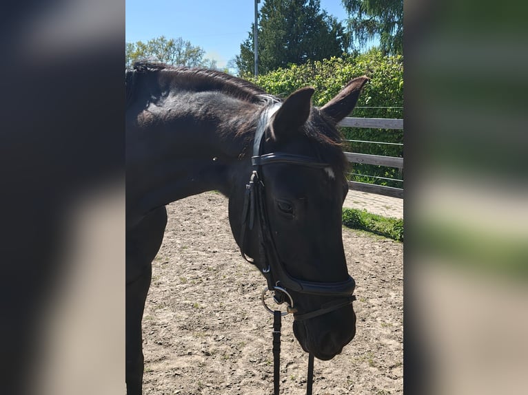 Caballo de deporte alemán Yegua 4 años 164 cm Negro in Groß Kreutz