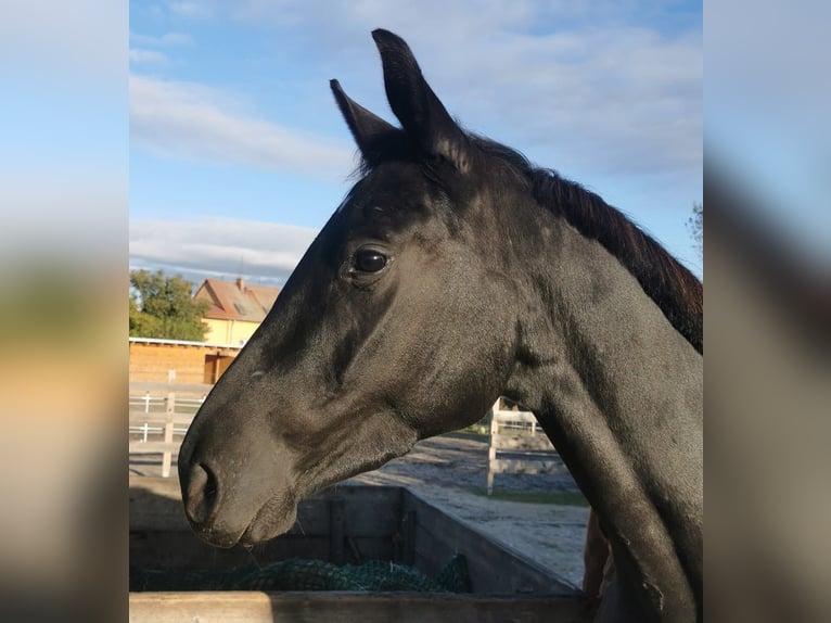 Caballo de deporte alemán Yegua 4 años 164 cm Negro in Groß Kreutz
