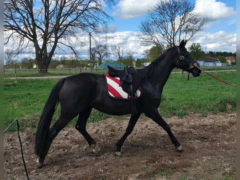 Caballo de deporte alemán Yegua 4 años 164 cm Negro in Groß Kreutz