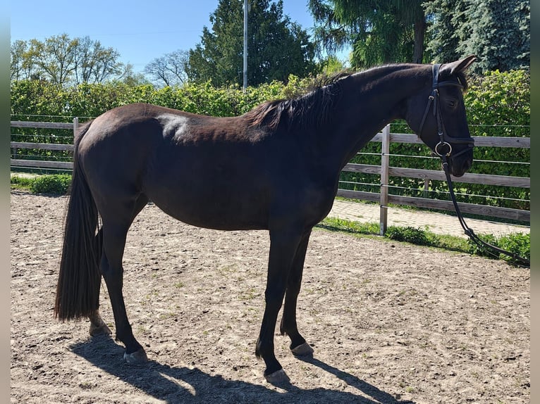 Caballo de deporte alemán Yegua 4 años 164 cm Negro in Groß Kreutz