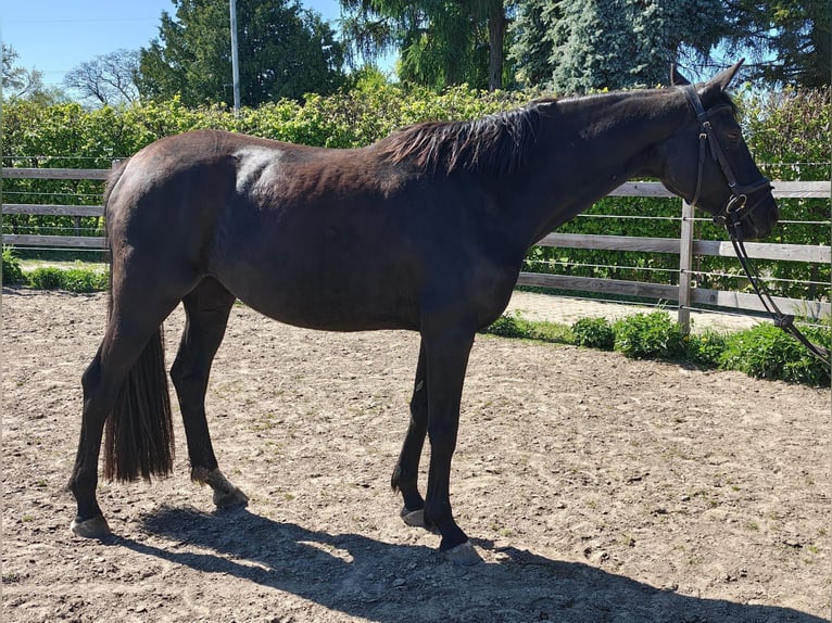 Caballo de deporte alemán Yegua 4 años 164 cm Negro in Groß Kreutz