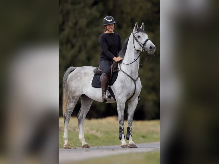 Caballo de deporte alemán Yegua 4 años 164 cm Tordo rodado in Schlins