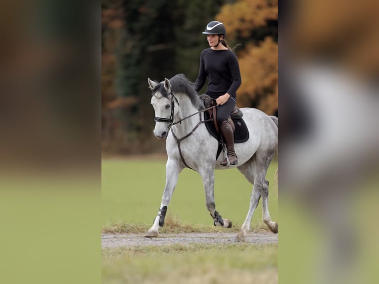 Caballo de deporte alemán Yegua 4 años 164 cm Tordo rodado in Schlins