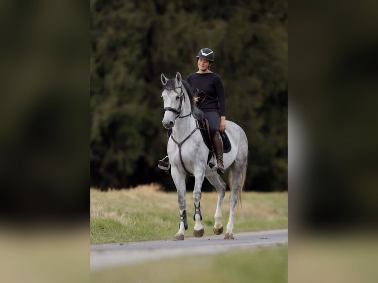Caballo de deporte alemán Yegua 4 años 164 cm Tordo rodado in Schlins