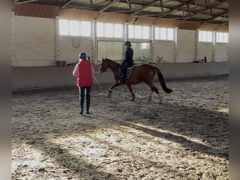 Caballo de deporte alemán Yegua 4 años 165 cm Alazán in Schönwalde-Glien
