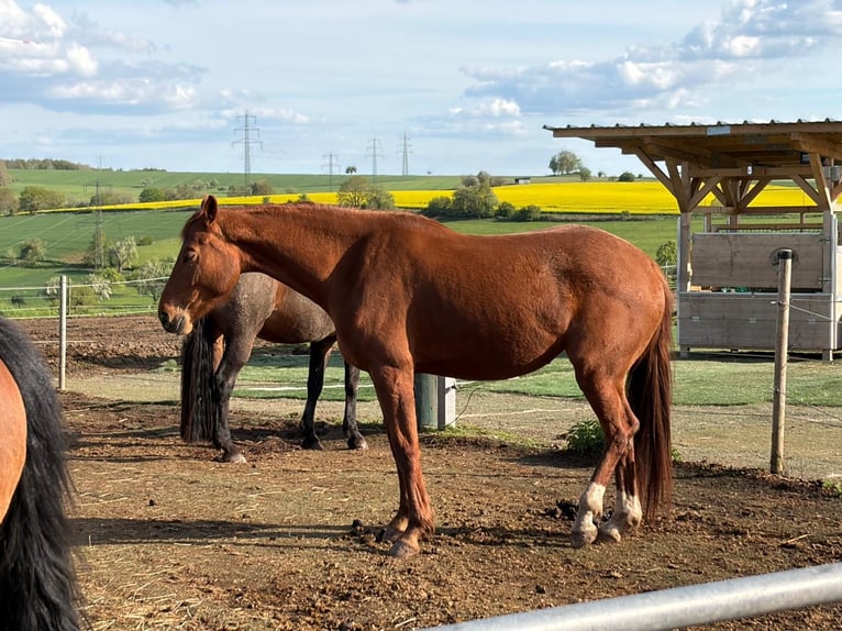Caballo de deporte alemán Yegua 4 años 165 cm Alazán in Freudenburg