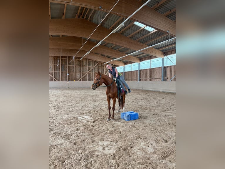 Caballo de deporte alemán Yegua 4 años 165 cm Alazán in Freudenburg