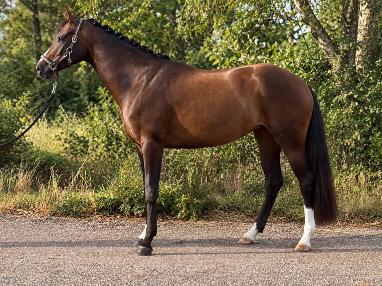 Caballo de deporte alemán Yegua 4 años 165 cm Castaño in Viernheim