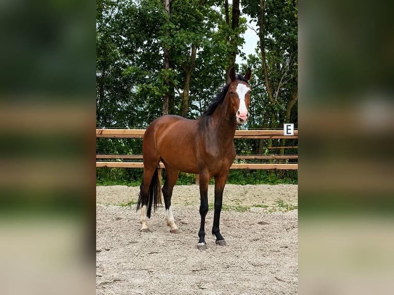 Caballo de deporte alemán Yegua 4 años 165 cm Castaño in Leeuwarden