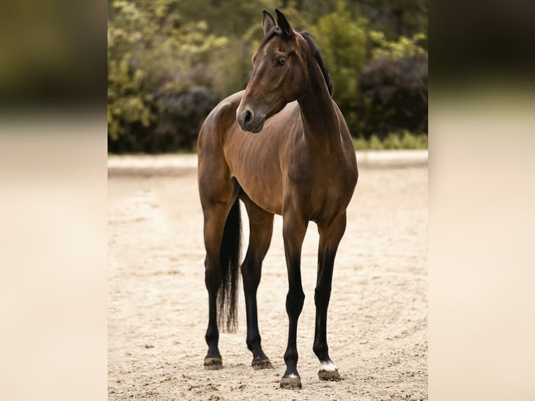 Caballo de deporte alemán Yegua 4 años 165 cm Castaño in Eberndorf