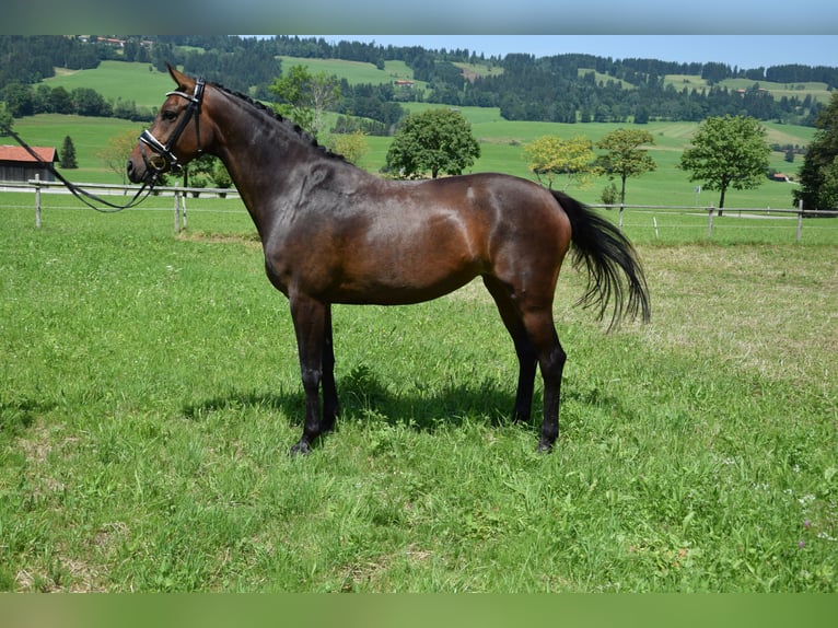 Caballo de deporte alemán Yegua 4 años 165 cm Castaño in Buchloe