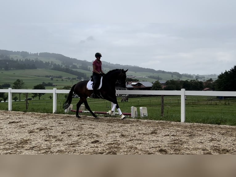 Caballo de deporte alemán Yegua 4 años 165 cm Castaño in Buchloe