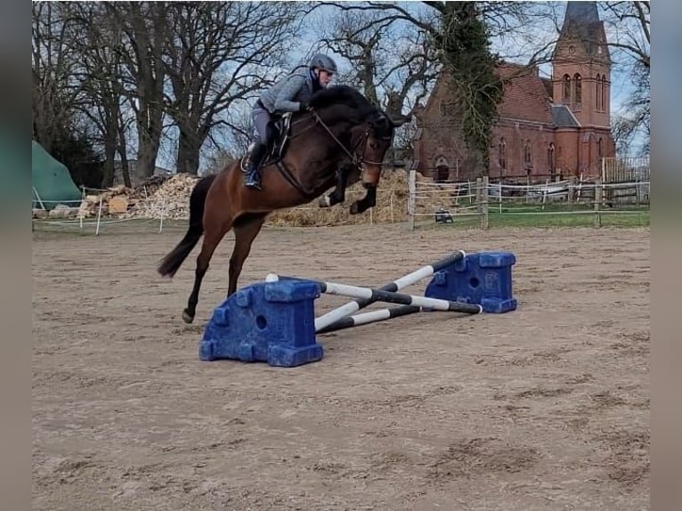 Caballo de deporte alemán Yegua 4 años 165 cm Castaño in Süderholz