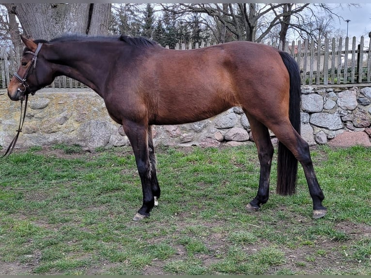 Caballo de deporte alemán Yegua 4 años 165 cm Castaño in Süderholz