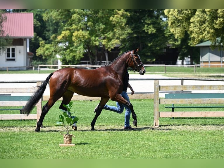 Caballo de deporte alemán Yegua 4 años 165 cm Castaño in Aitrang