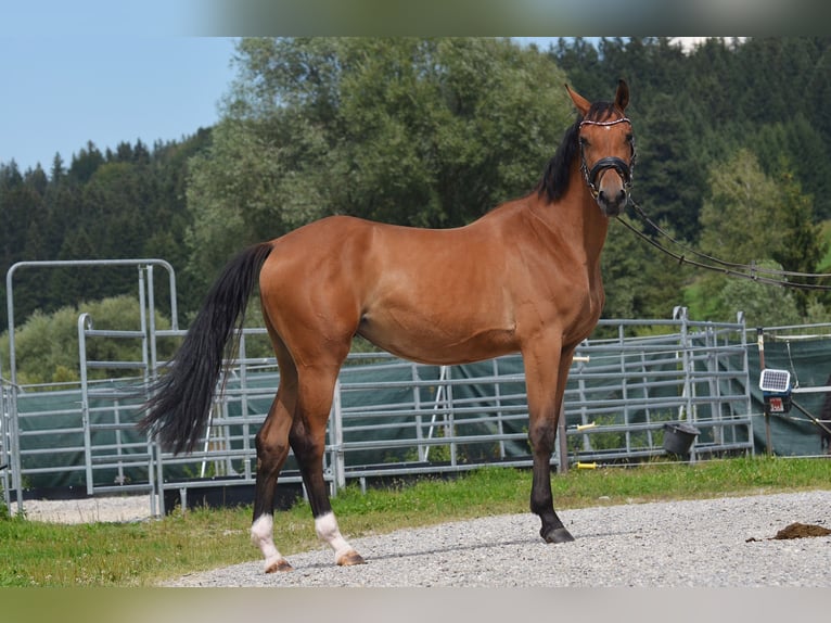 Caballo de deporte alemán Yegua 4 años 165 cm Castaño in Aitrang