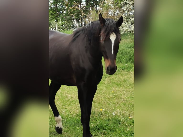 Caballo de deporte alemán Yegua 4 años 165 cm Castaño oscuro in Elxleben