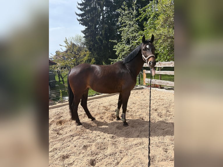 Caballo de deporte alemán Yegua 4 años 165 cm Castaño oscuro in Bopfingen