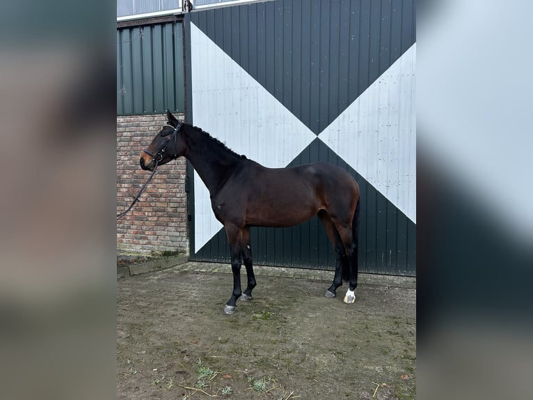 Caballo de deporte alemán Yegua 4 años 165 cm Castaño oscuro in Kempen