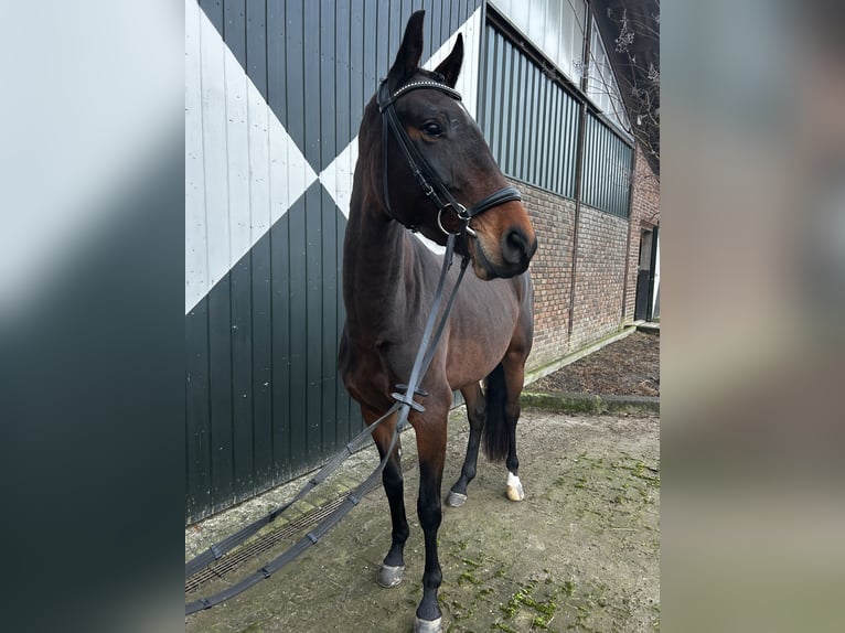 Caballo de deporte alemán Yegua 4 años 165 cm Castaño oscuro in Kempen