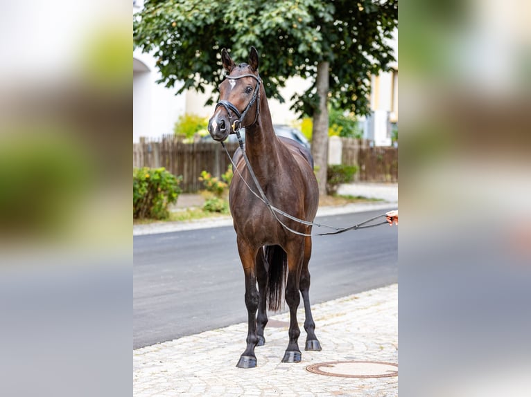 Caballo de deporte alemán Yegua 4 años 165 cm Castaño oscuro in Weida OT Gräfenbrück