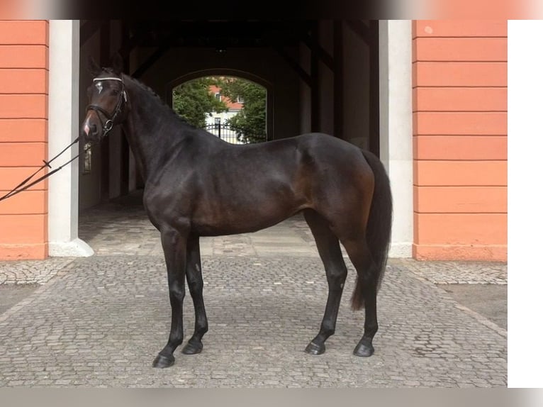 Caballo de deporte alemán Yegua 4 años 165 cm Castaño oscuro in Weida OT Gräfenbrück