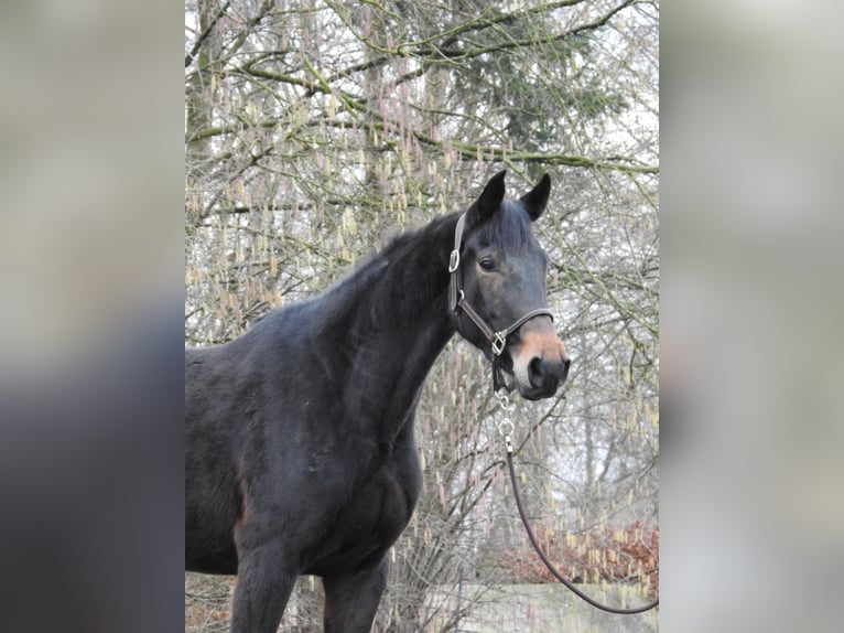 Caballo de deporte alemán Yegua 4 años 165 cm Castaño oscuro in Verl