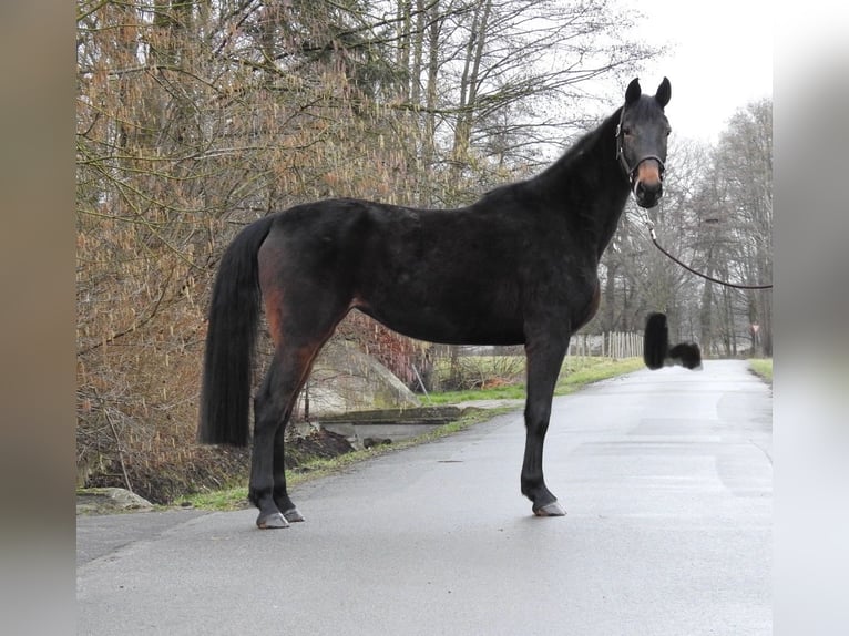 Caballo de deporte alemán Yegua 4 años 165 cm Castaño oscuro in Verl