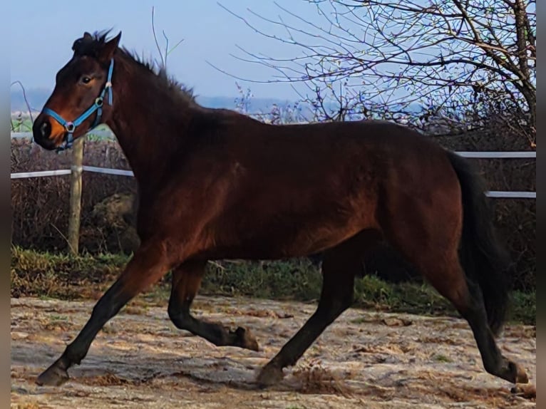 Caballo de deporte alemán Yegua 4 años 165 cm Castaño rojizo in Groß Rosenburg