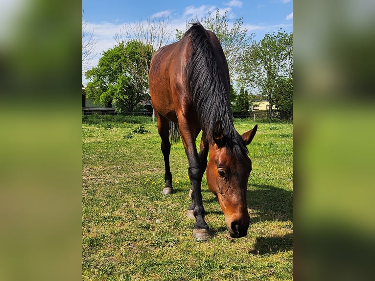 Caballo de deporte alemán Yegua 4 años 165 cm Castaño rojizo in Gro&#xDF; Rosenburg
