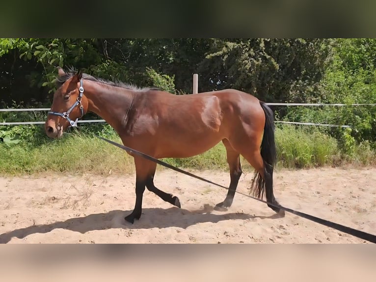 Caballo de deporte alemán Yegua 4 años 165 cm Castaño rojizo in Gro&#xDF; Rosenburg