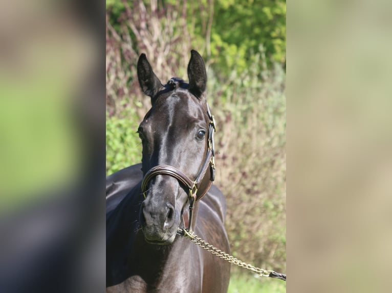 Caballo de deporte alemán Yegua 4 años 165 cm Morcillo in Erharting