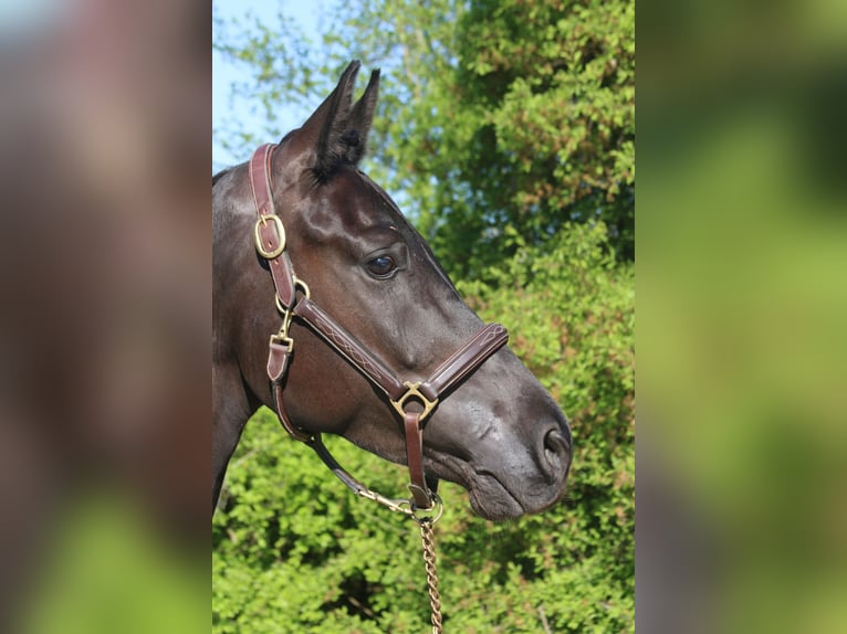 Caballo de deporte alemán Yegua 4 años 165 cm Morcillo in Erharting