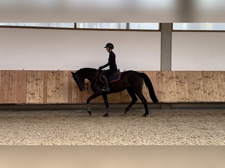 Caballo de deporte alemán Yegua 4 años 165 cm Morcillo in Erharting