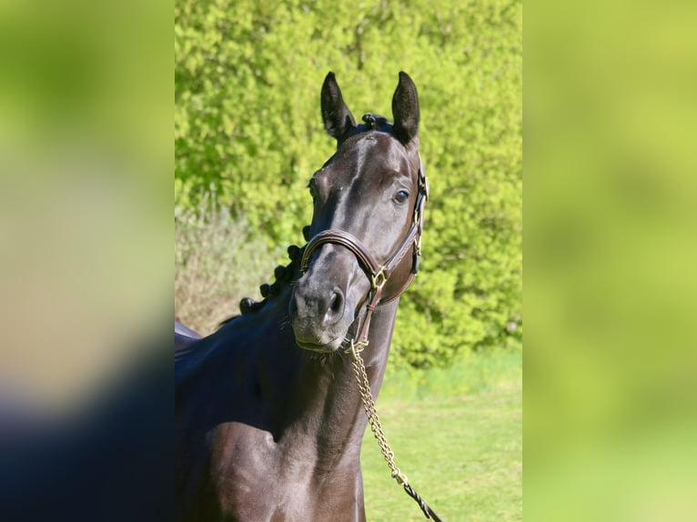 Caballo de deporte alemán Yegua 4 años 165 cm Morcillo in Erharting