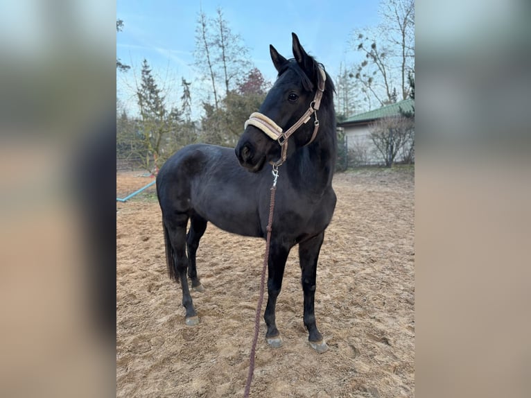 Caballo de deporte alemán Yegua 4 años 165 cm Negro in Löcknitz