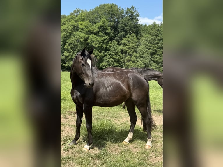 Caballo de deporte alemán Yegua 4 años 165 cm Negro in Neuenkirchen