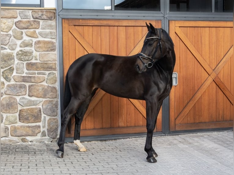 Caballo de deporte alemán Yegua 4 años 165 cm Negro in Hülben