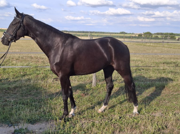 Caballo de deporte alemán Yegua 4 años 165 cm Negro in Neuler
