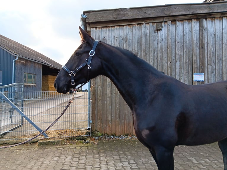 Caballo de deporte alemán Yegua 4 años 165 cm Negro in Königsbronn