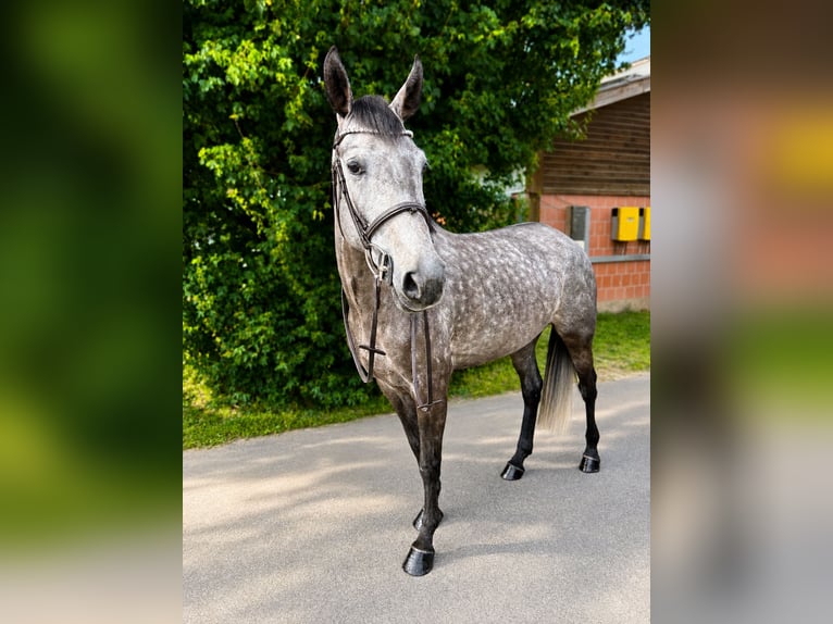 Caballo de deporte alemán Yegua 4 años 165 cm Tordo in Frankfurt am Main