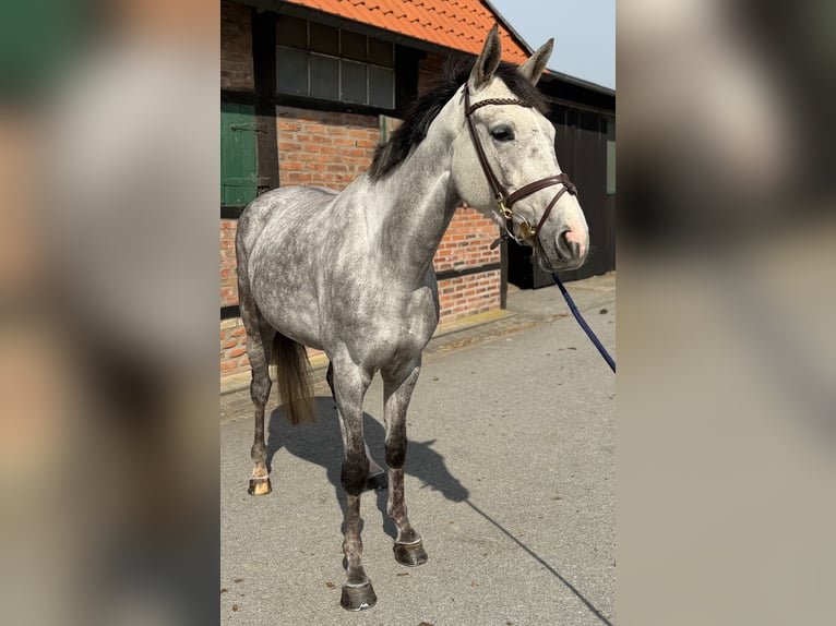 Caballo de deporte alemán Yegua 4 años 165 cm Tordo rodado in Münster