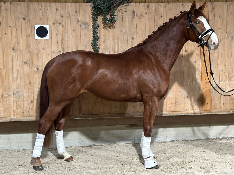 Caballo de deporte alemán Yegua 4 años 166 cm Alazán in Riedlingen